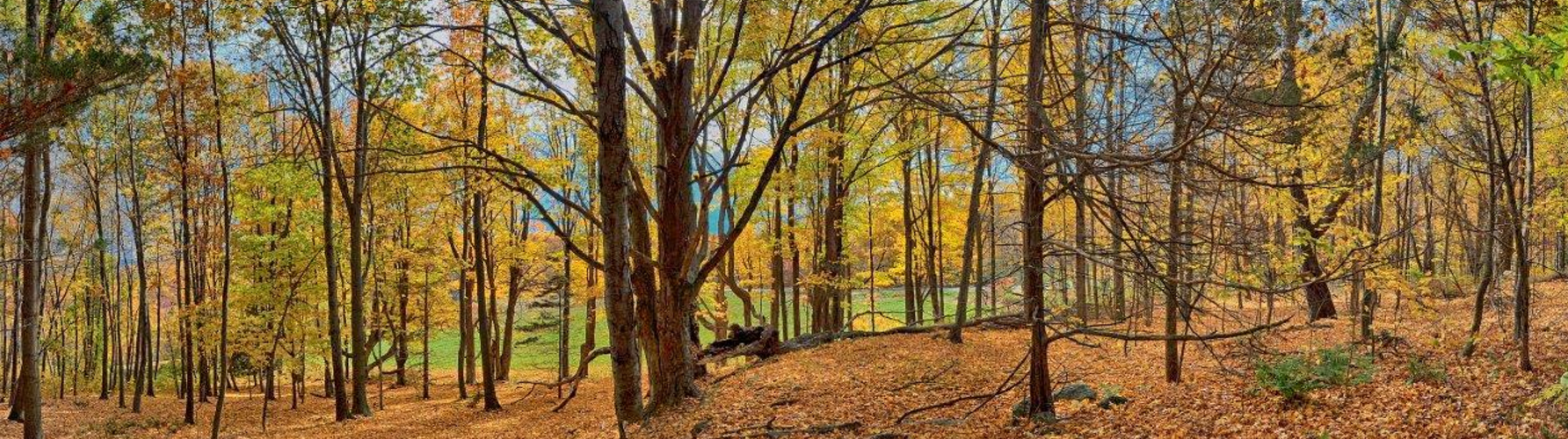 Mary Edwards Woods Pano