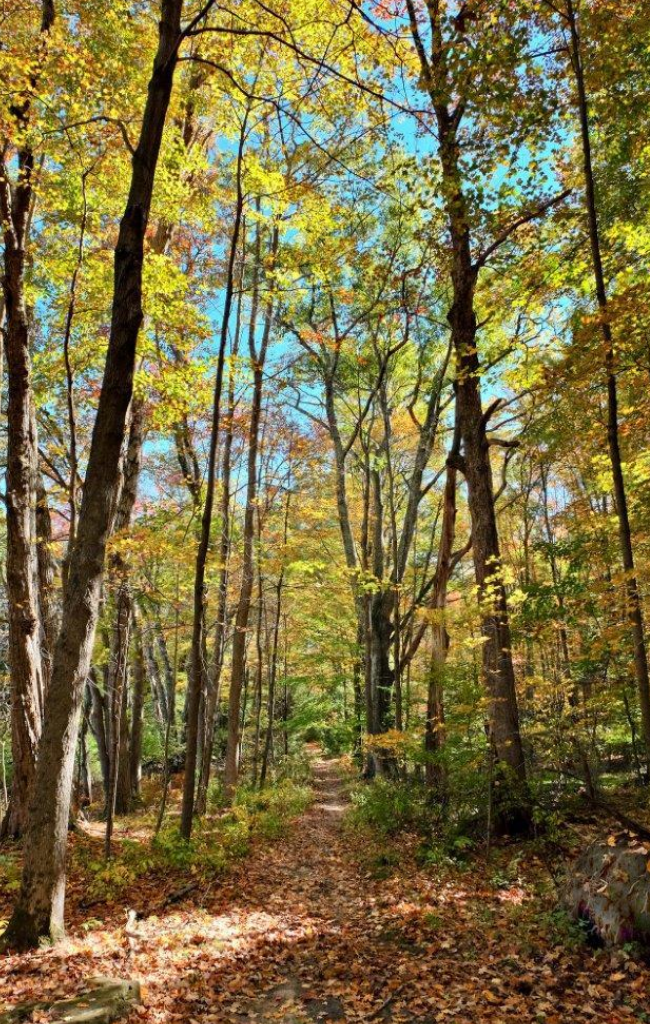 Nuckols Family Preserve – Granby Land Trust